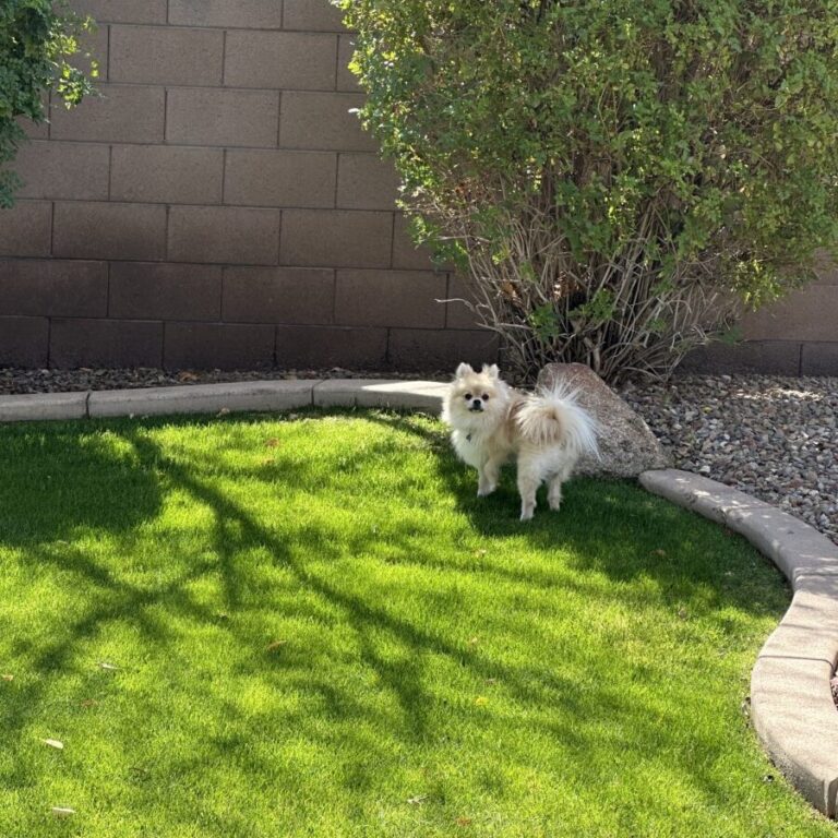 🌿미국 애리조나  사계절 잔디 가이드