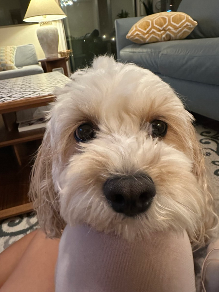 카바푸 분양 전 꼭 알아야 할 모든 것! 완벽 가이드!