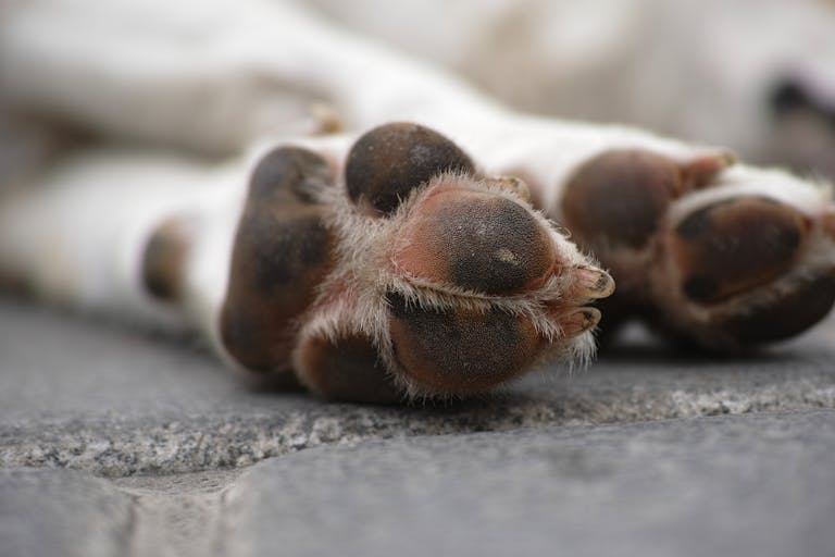 Detailed close-up of a sleeping dog's paws, showcasing texture and fur.