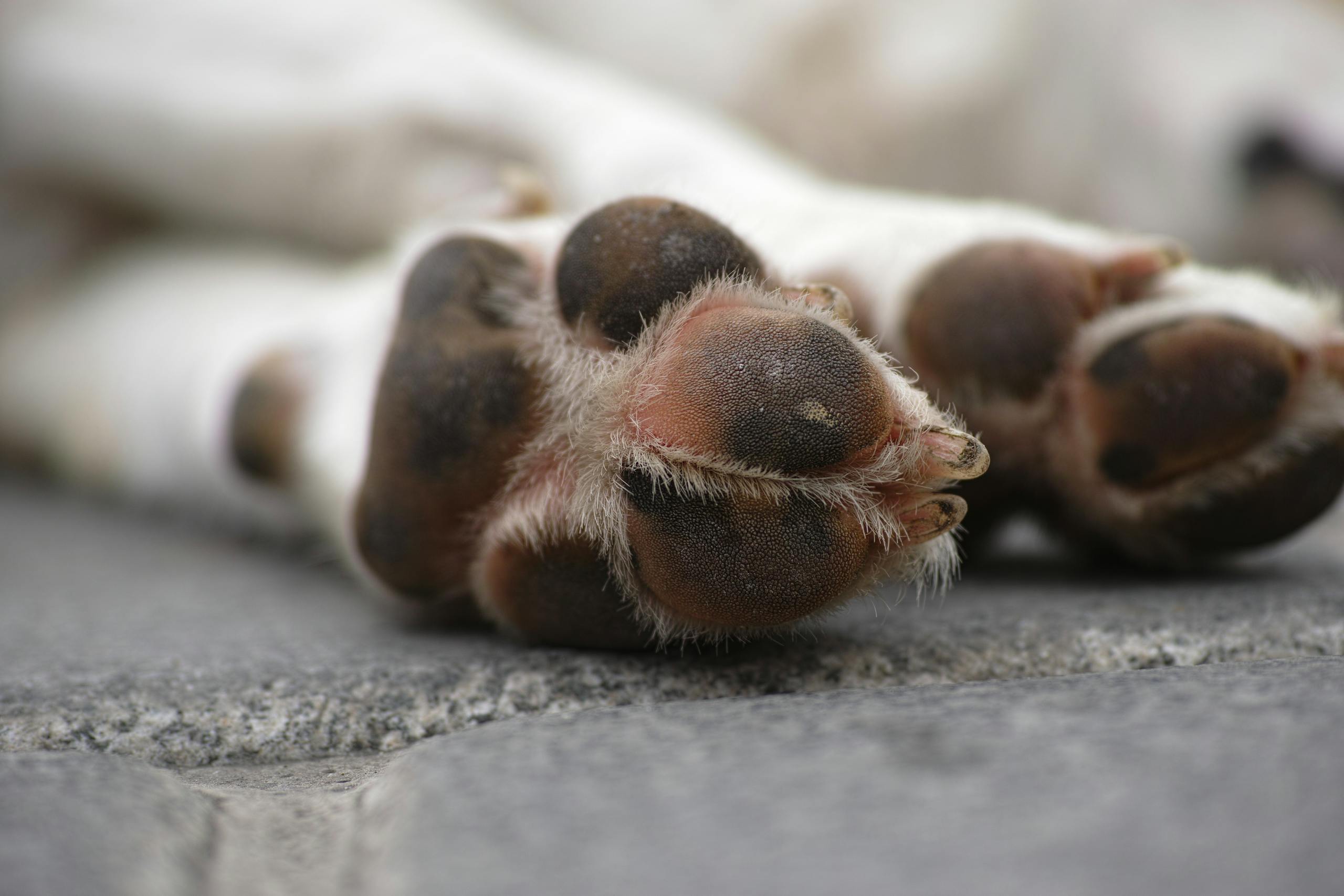 Detailed close-up of a sleeping dog's paws, showcasing texture and fur.